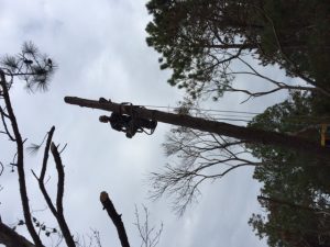 outer-banks-tree-removal-seasons-landscaping-1