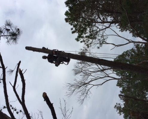 outer-banks-tree-removal-seasons-landscaping-1