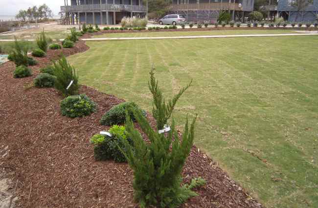 landscape installation Stage 4: Finished rear yard